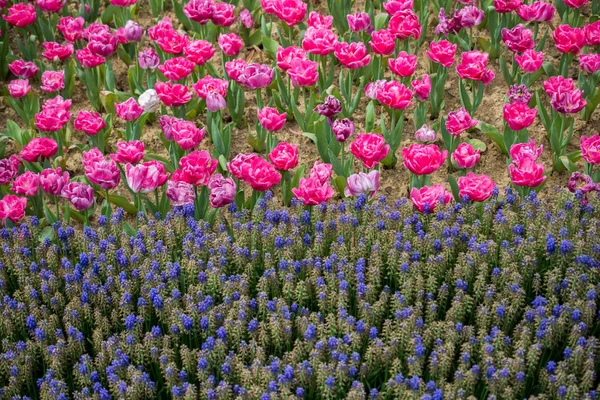 Bahar Bahçesinde Renkli Lale Çiçekleri Açar — Stok fotoğraf