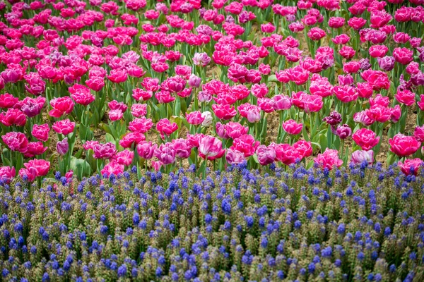 Fiori Tulipano Colorati Fioriscono Nel Giardino Primaverile — Foto Stock