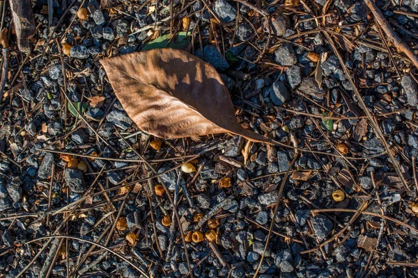 Suche Liście Jesieni Perspektywie — Zdjęcie stockowe