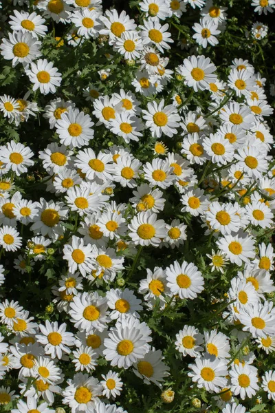 Arka Plan Olarak Güzel Papatya Çiçekleri — Stok fotoğraf