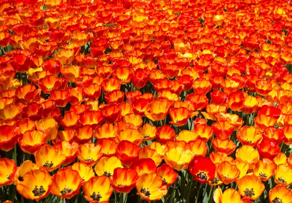 Flores Tulipán Color Naranja Florecen Jardín — Foto de Stock