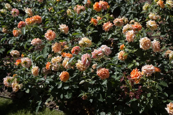 Hermosas Rosas Colores Jardín Rosas — Foto de Stock