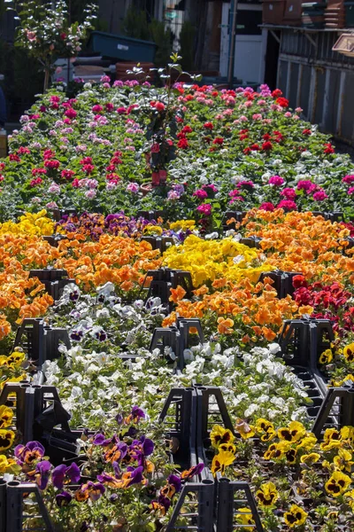 Blommande Våren Blommor Som Färgstark Bakgrund — Stockfoto