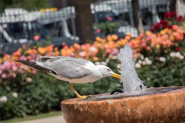 Gaviota Junto Fuente Jardín Rosas —  Fotos de Stock