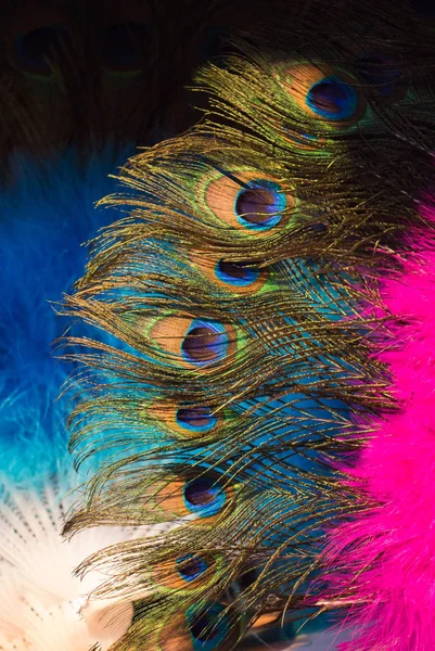 Beautiful Bird Feathers Decorative Purposes — Stock Photo, Image