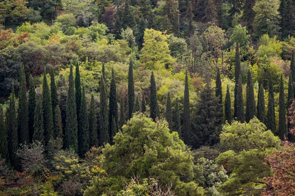 Φθινοπωρινά Δέντρα Στο Δάσος — Φωτογραφία Αρχείου