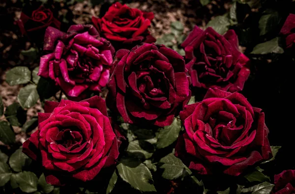Blommande Vackra Färgglada Rosor Trädgården Bakgrund — Stockfoto
