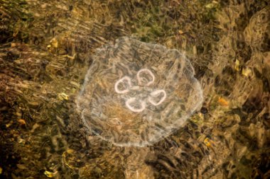 Suda denizanası var.