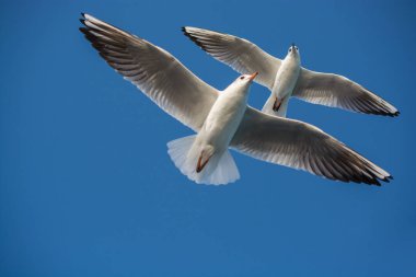 Bir çift martı gökyüzünde mavi bir zemin üzerinde uçuyor.