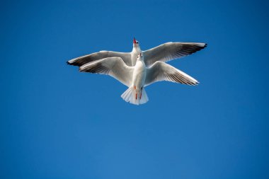 Bir çift martı gökyüzünde mavi bir zemin üzerinde uçuyor.