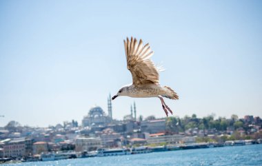 Arka planda cami olan martı gökyüzünde uçuyor.