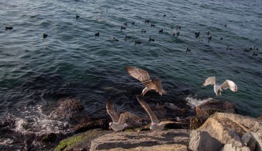 Martılar denizin üzerinde uçuyor.
