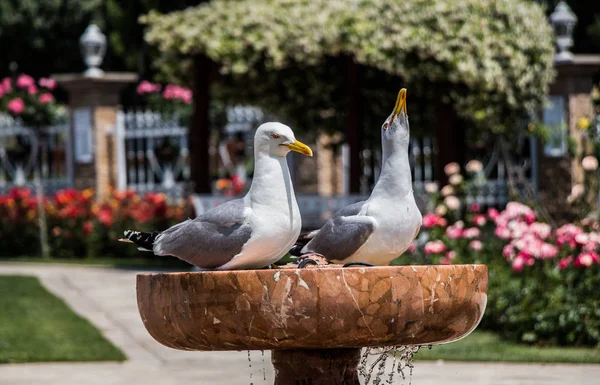 Gaivota Única Como Pássaro Marinho Selvagem Vista — Fotografia de Stock