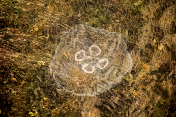 Suda denizanası var.