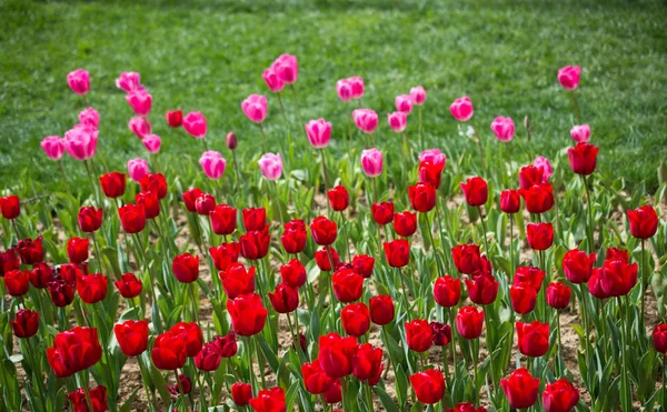 Kartpostal güzelliği tasarımı için güzel laleler.