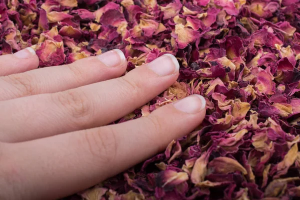 Dried rose petals, herbal tea in hand