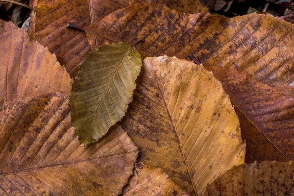 Trockenes Blatt Das Auf Anderen Blättern Als Herbstlicher Hintergrund Herausragt — Stockfoto