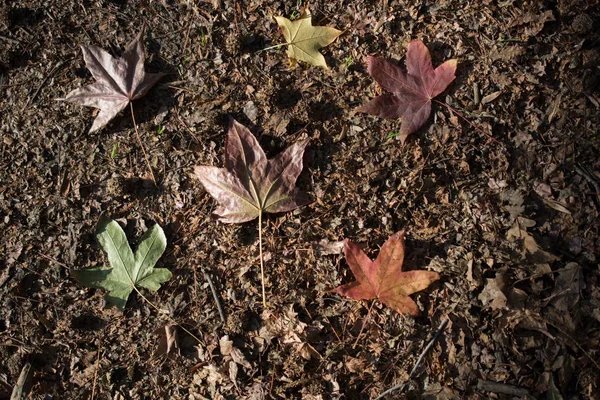 秋天的枯叶在望 — 图库照片