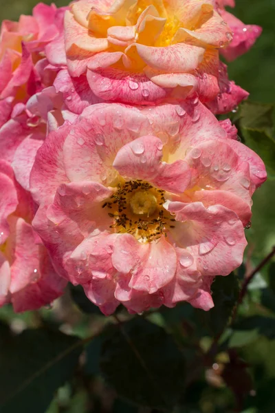 Kwitnący Piękny Bukiet Róż Wiosennym Ogrodzie — Zdjęcie stockowe