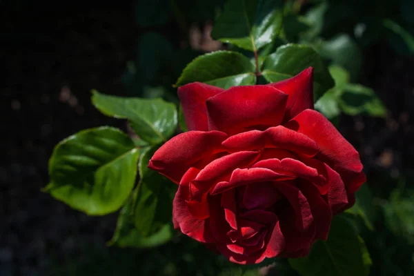 Belles Roses Fraîches Vue Rapprochée — Photo