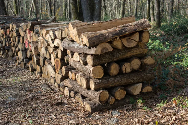 Stapel Von Baumstämmen Holzstämme Wald — Stockfoto