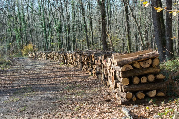 Stapelweise Baumstämme Stapelten Sich Wald — Stockfoto