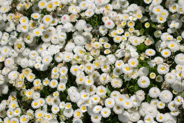 Flores Primavera Florescendo Como Fundo Colorido — Fotografia de Stock