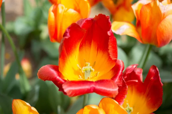 Flor Tulipa Colorida Jardim Primavera — Fotografia de Stock