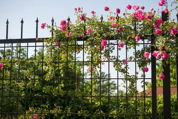 Hermoso Color Rosa Día Soleado Primavera — Foto de Stock