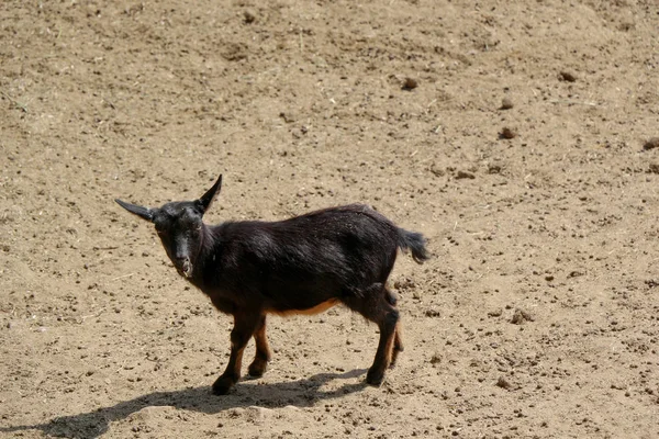 Young Goat Walking Soil Background — Stock Photo, Image