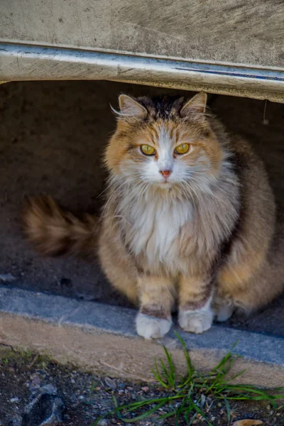 流浪猫在街上 — 图库照片