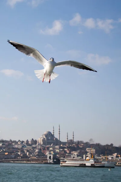 Möwe Fliegt Himmel Über Dem Meer — Stockfoto