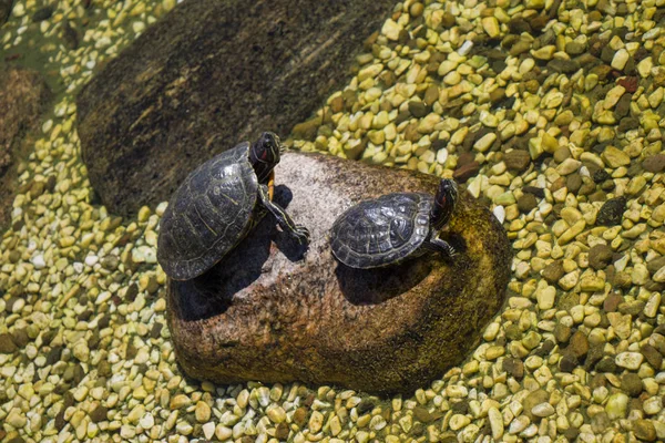 Tortues Trouvées Bord Petit Lac — Photo