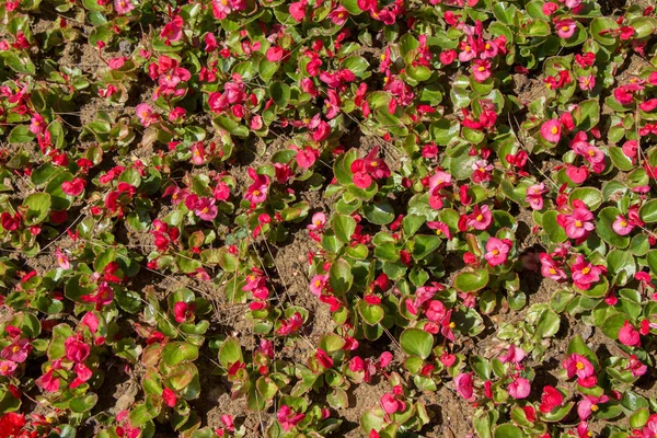 Hermosas Flores Frescas Como Fondo —  Fotos de Stock