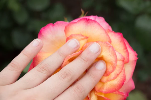 Χέρι Κρατώντας Ένα Πολύχρωμο Λουλούδι Τριαντάφυλλο — Φωτογραφία Αρχείου