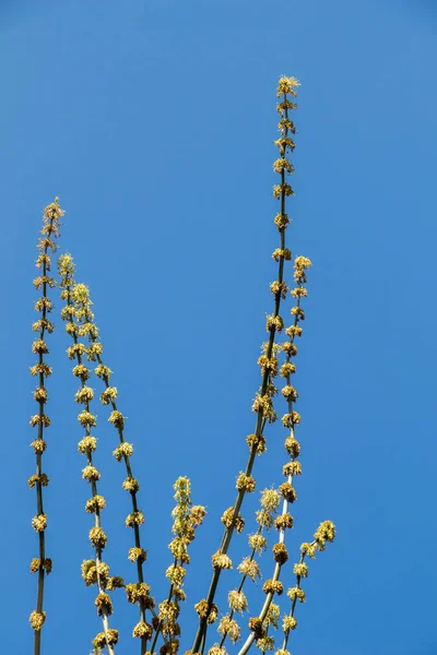 Büyüyen bir ağacın parlak ve hassas bir görüntüsü.