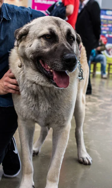 Türk çoban köpeği Kangal 'ı çiftçi köpek olarak yetiştirdi