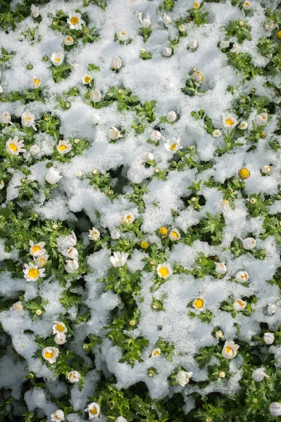 Baharın ilk çiçekleri karların altında bir bahçede