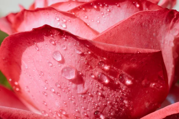 Blooming Beautiful Colorful Rose Water Drops Petals — Stock Photo, Image