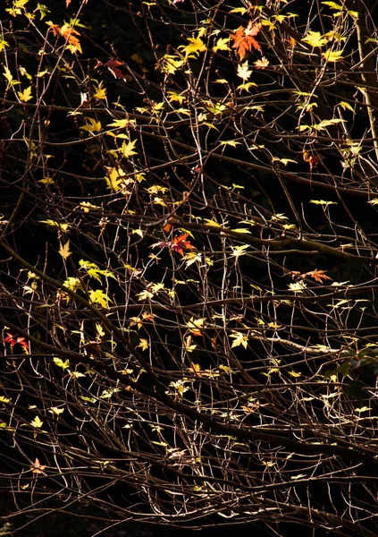 Automne Arbre Feuilles Texture Arrière Plan Texture Fond Feuille — Photo