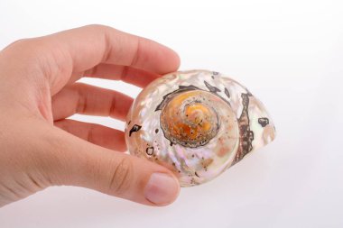 Beyaz arka planda güzel bir deniz kabuğu tutuyor.