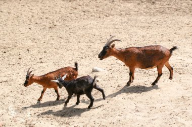 Toprak zemin üzerine yürüyen genç keçi