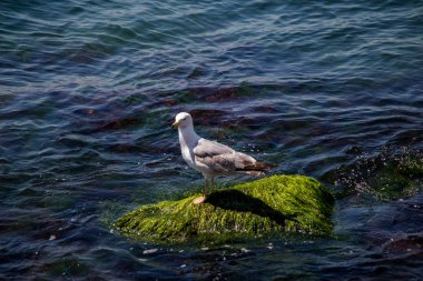 Tek bir martı denizin kıyısında bulunur.