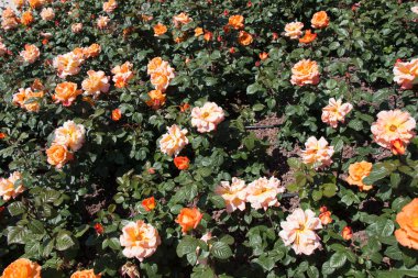 Güzel renkli gül arkaplanı