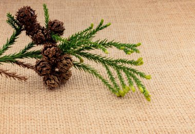 Çadır kapsülleri, kapsüller ve çam kozalakları.