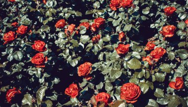 Güzel renkli gül arkaplanı