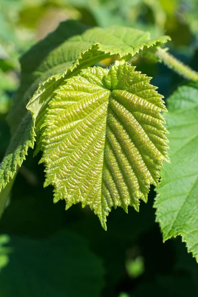 Green Leaves Nature Background Texture — Stock Photo, Image