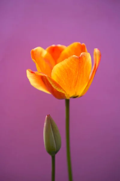 Barevný Tulipán Květ Barevným Pozadím — Stock fotografie