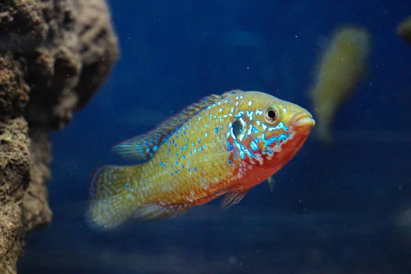 Akvaryum Ortamında Güzel Renkli Balıklar Yüzer — Stok fotoğraf