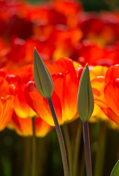 Fleurs Tulipes Fleurissant Printemps — Photo